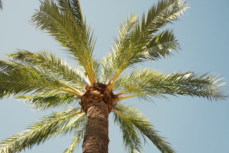 Palm Tree Trimming