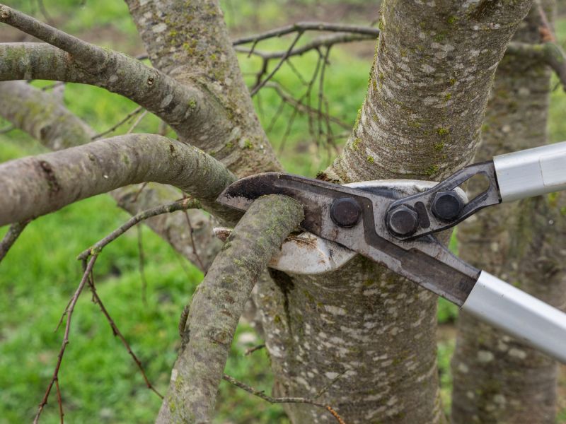 Birch Tree Pruning in Aiken, SC