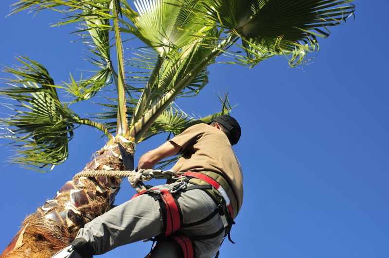 Palm Tree Trimming Cost — Cost of Palm Tree Trimming