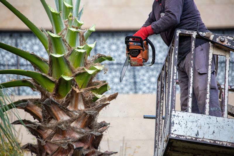 Palm Tree Trimming Cost — Cost of Palm Tree Trimming