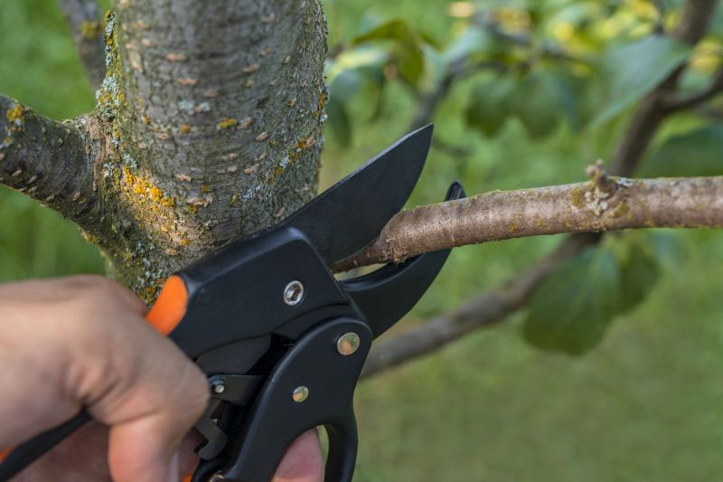 Dead Tree Removal in Allentown, PA