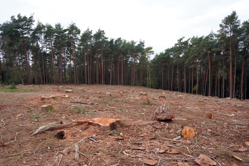 Site Cleanup After Removal