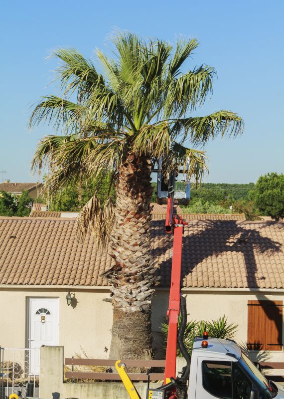 Trimmed Palm Tree