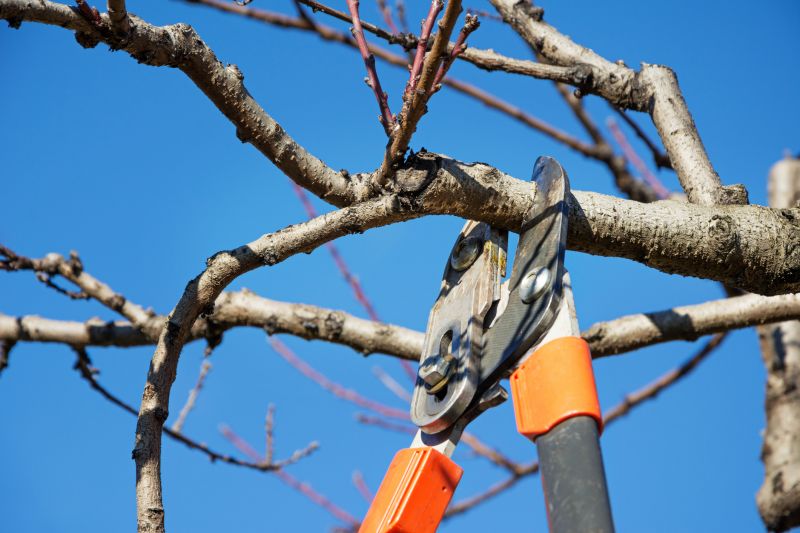 Peach Tree Pruning in Pottstown, PA