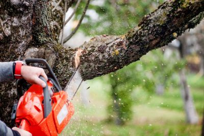 The Importance Of Regular Tree Trimming For Property Safety