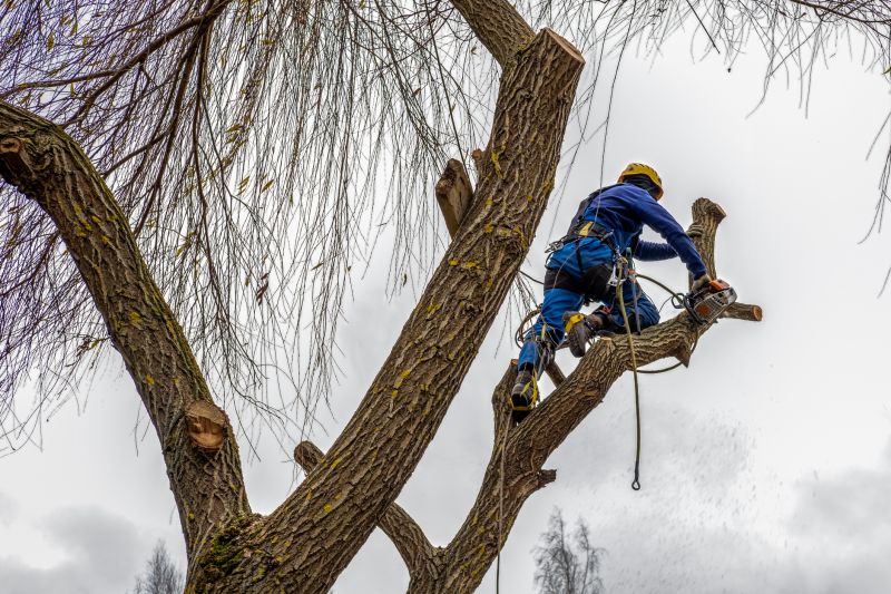 Tree Maintenance Equipment